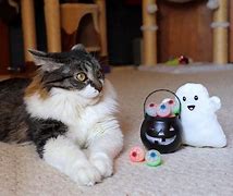 Image result for Happy Cat Kawaii