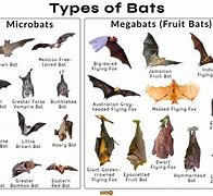 Image result for Bats in Illinois Species