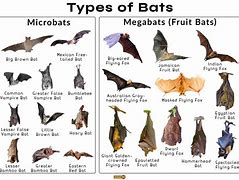 Image result for Bat Species in Montpellier
