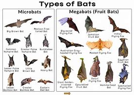 Image result for Type of Bat Species