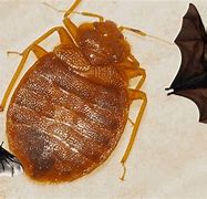 Image result for Bat Bugs