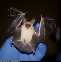 Image result for Pallid Bat