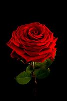 Image result for Roses Rouges Naturel