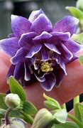 Image result for Aquilegia vulgaris Christa Barlow