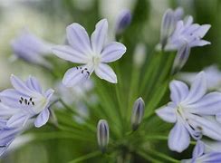 Image result for Agapanthus Blue Triumphator