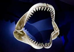 Image result for Animal with Defined Jaw