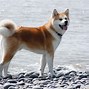 Image result for Akita Dog with Blue Eyes