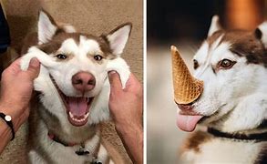 Image result for Funny Husky Dogs