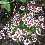 Image result for Coreopsis rosea Sweet Dreams ®