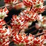 Image result for Edgeworthia chrysantha Red Dragon