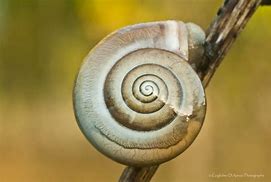 Image result for Fascinating Round Things