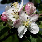 Image result for Apple's and Fall Flowers