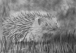 Image result for Hedgehog Pencil Drawing
