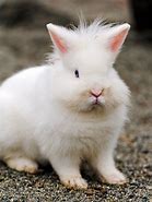 Image result for Cute Fluffy Rabbits