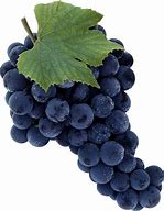 Image result for Different Kinds of Grapes