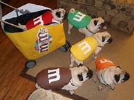 Image result for Cute Funny Dog Halloween Costume