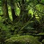 Image result for iPhone Wallpaper Dark Nature Tropical