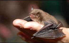 Image result for World's Smallest Bat