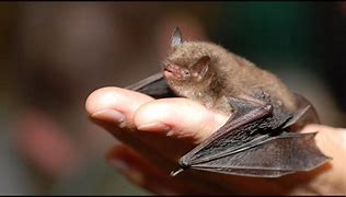 Image result for Smallest Bat Species in Clever