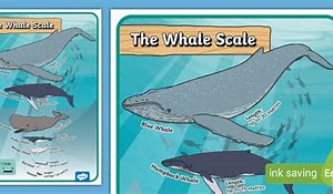 Image result for Blue Whale Size Comparison Chart