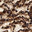 Image result for Ant Trail Print Out