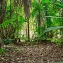 Image result for Bergpalm