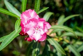 Image result for Nerium oleander Roze