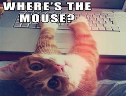 Image result for Cat PC Meme