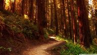 Image result for iPhone X Lock Screens Woods
