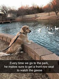 Image result for Wholesome Meme Dog Passing