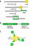 Image result for Phage Recombination