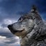 Image result for Amazing Wolf Backgrounds