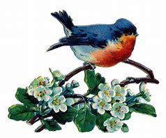 Image result for Vintage Bird Clip Art