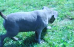 Image result for Staffordshire Blue Pit Bull