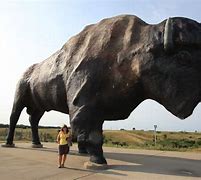 Image result for World's Largest Buffalo