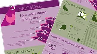 Image result for Heat Stress