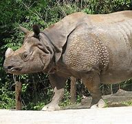 Image result for Unicorn Rhinoceros