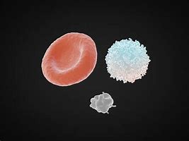 Image result for 红细胞
