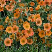 Image result for Geum Totally Tangerine
