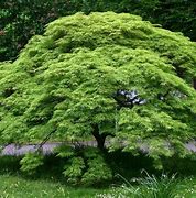 Image result for Green Japanese Maple Tree