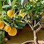 Image result for Dwarf Valencia Orange Tree