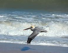 Image result for Pelican Flying Over a Beach