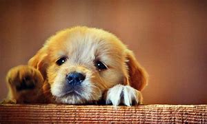 Image result for Sad Cute Puppies