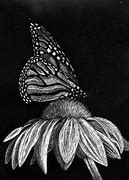 Image result for Scratch Art Butterflies