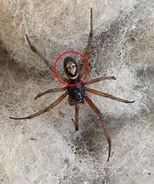 Image result for Spider with Skull On Back