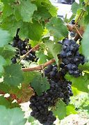 Image result for Planting Grapes