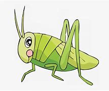 Image result for Cricket Drawing Wings
