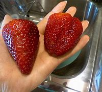 Image result for World's Biggest Strawberry