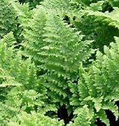 Dryopteris dilatata Crispa Whiteside に対する画像結果