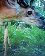 Image result for Video Deer